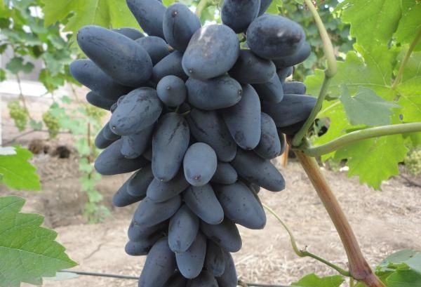 Викинг сорт грозде