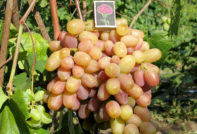 Грозде Виктор