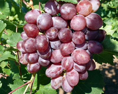 giống nho Victoria