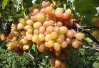 Хамелеон грозде