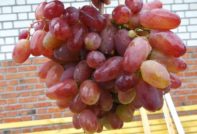 Грозде Джулиан