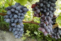 Сорт грозде Юпитер