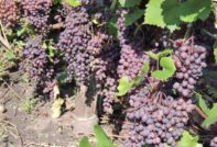 Грозде Запорожска стафида