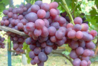 Зората на грозде не е лека