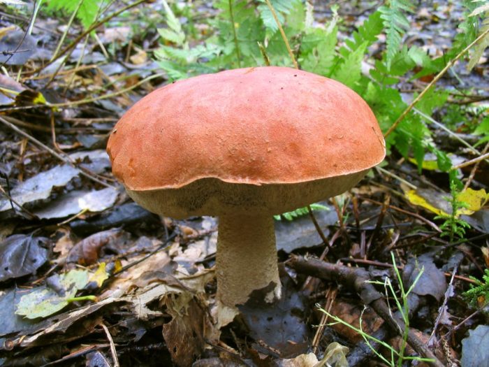 orange-cap boletus