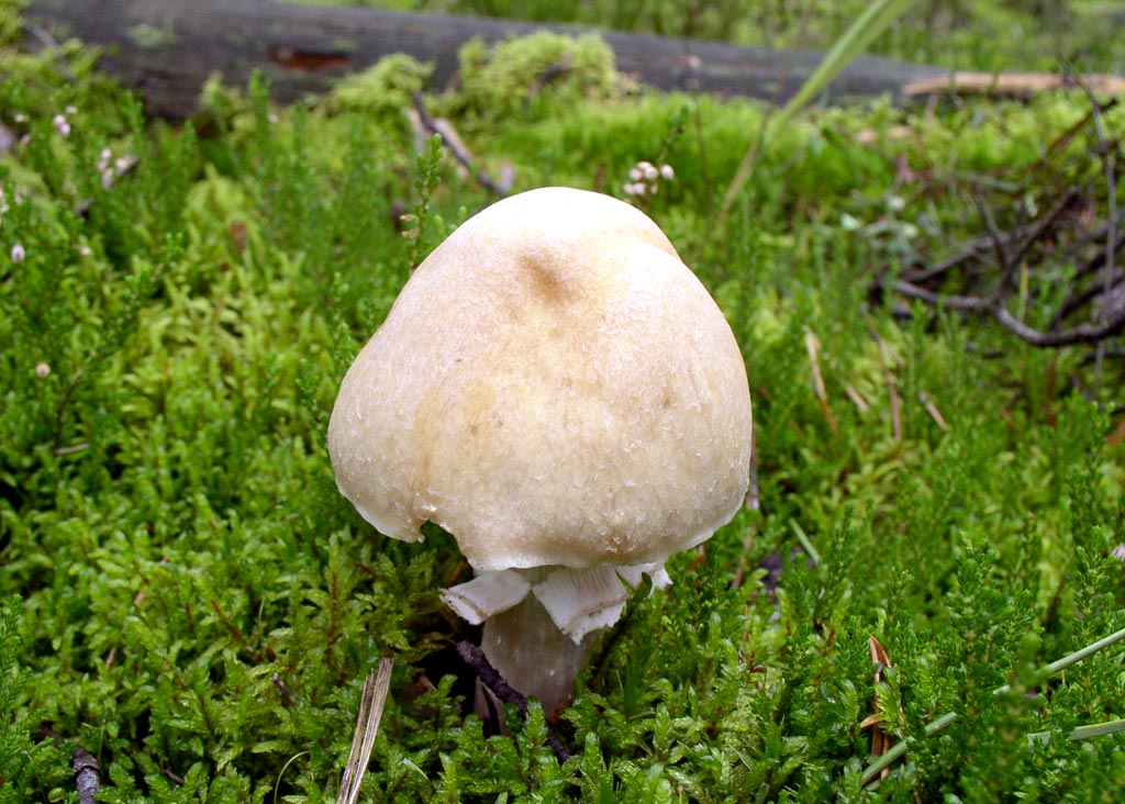 Гръбна шапка с форма на пръстен