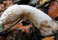 Гъби забавление