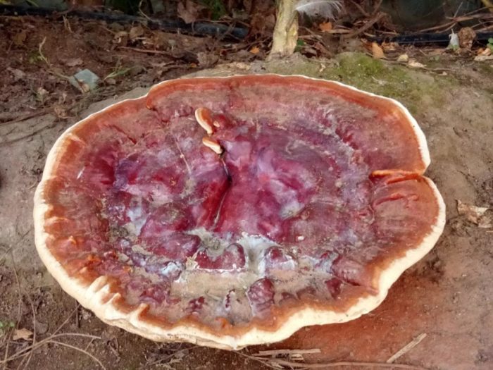 Гъбичките от Tinder лакирани