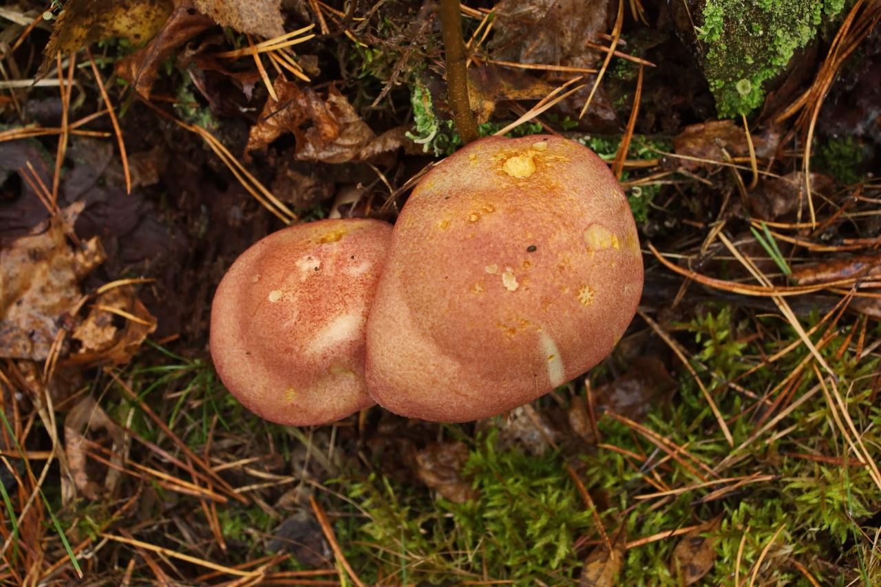 Червеният ред