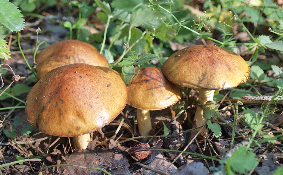 De botervloot is korrelig