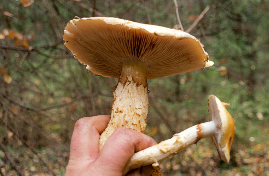 Triomfantelijk spinnenweb