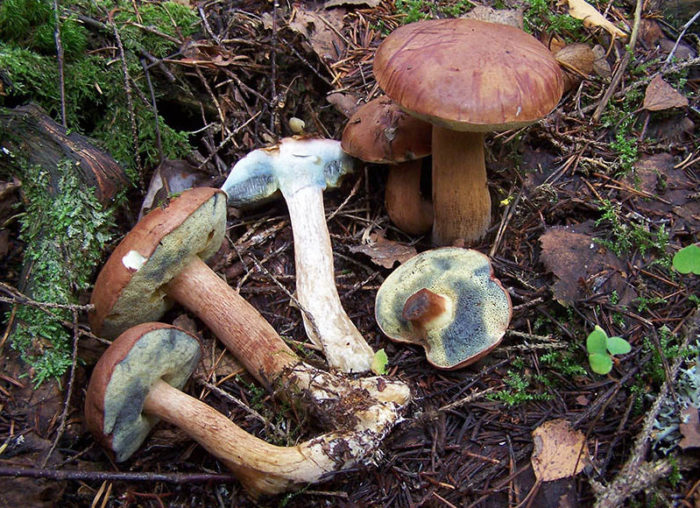 Полска гъба