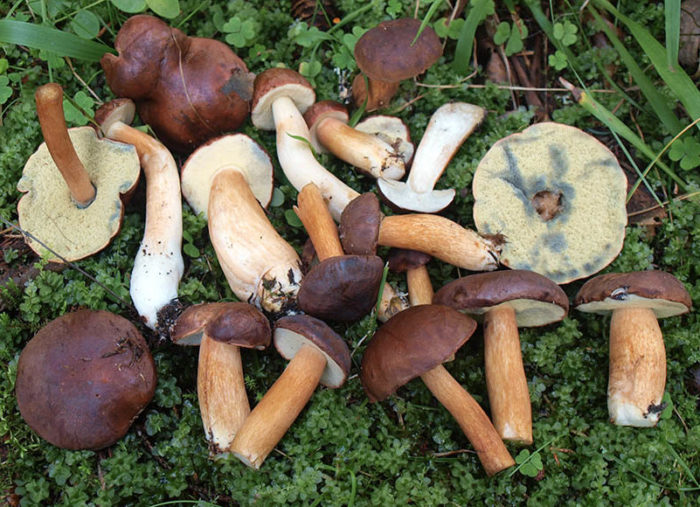 Полска гъба