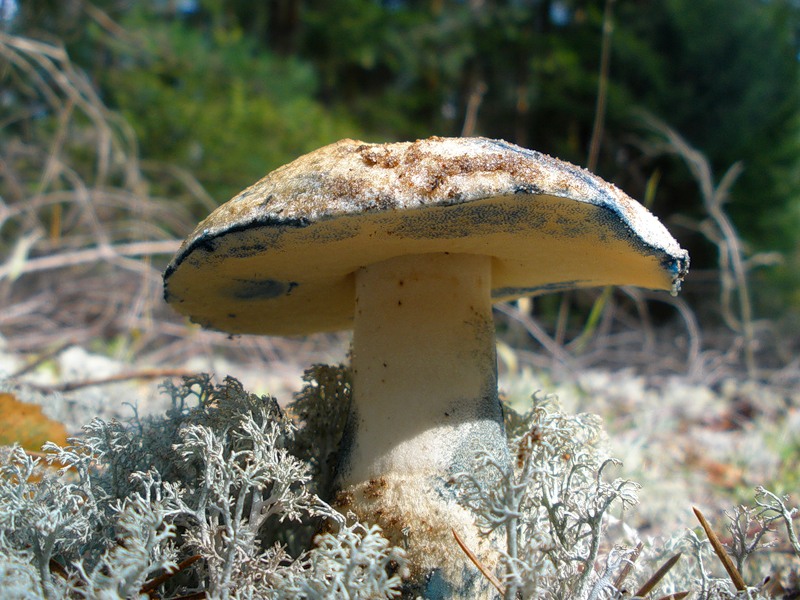Paddestoelen blauwe plek