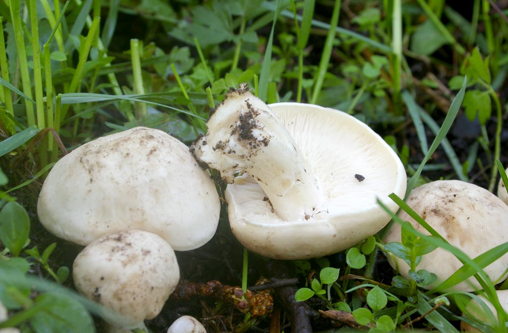 Mei Tricholoma