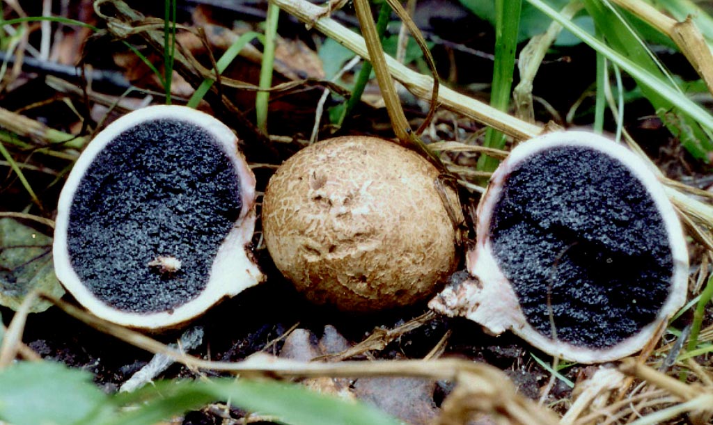 Gemeenschappelijke regenjas