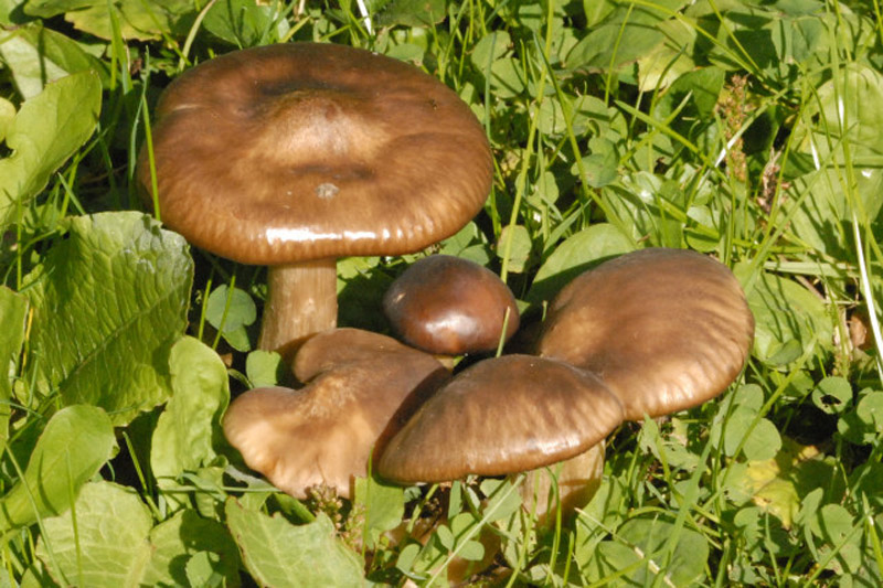 вид ядива гъба