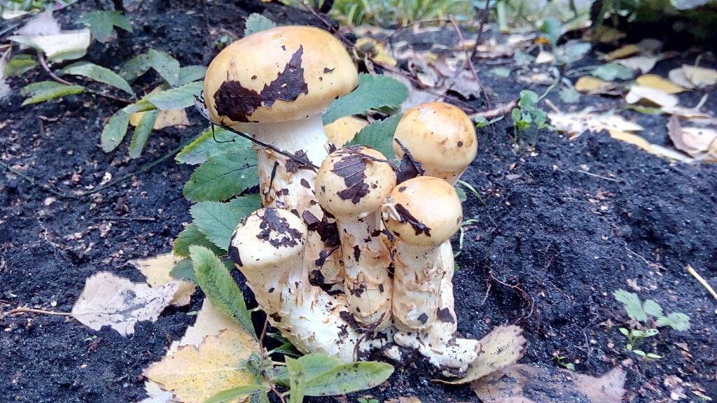 Triomfantelijk spinnenweb