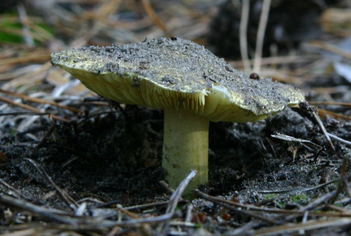 Tricholoma equestre