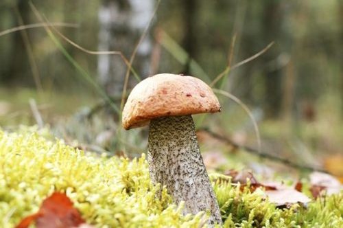 Предимствата на мастната жлеза