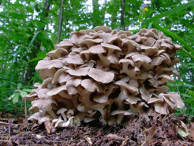 Tinder гъбички