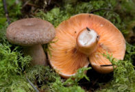 Смърчов джинджифил