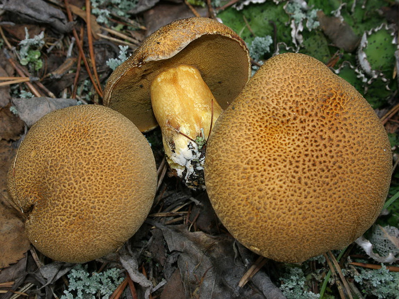 Paddestoel Paddestoel