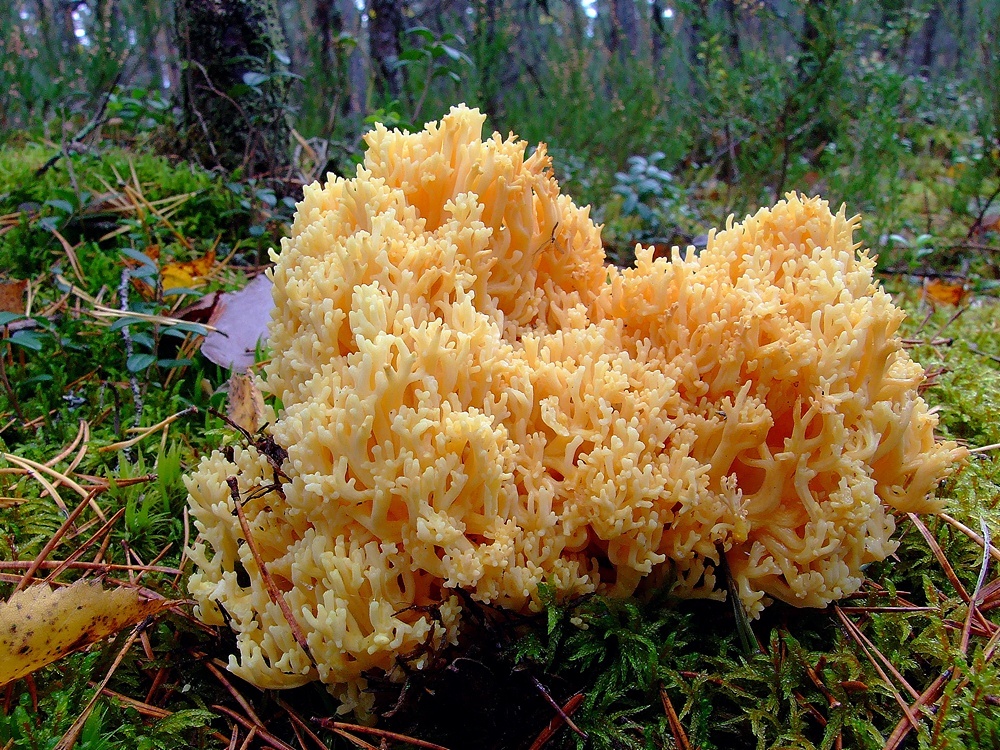 Ramaria geel