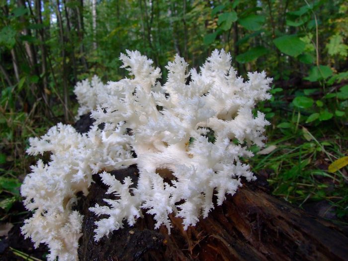 Коралов таралеж