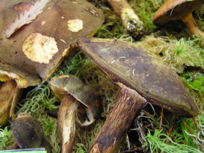 Кафяв маховик