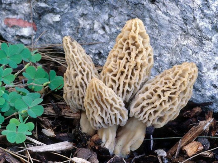 Morel