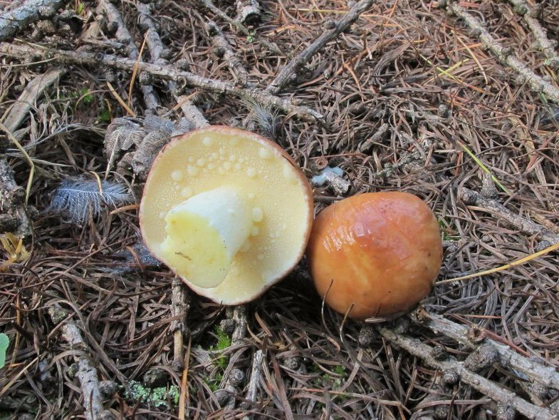 De botervloot is korrelig