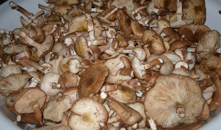 Paruošiamos eilės marinuoti