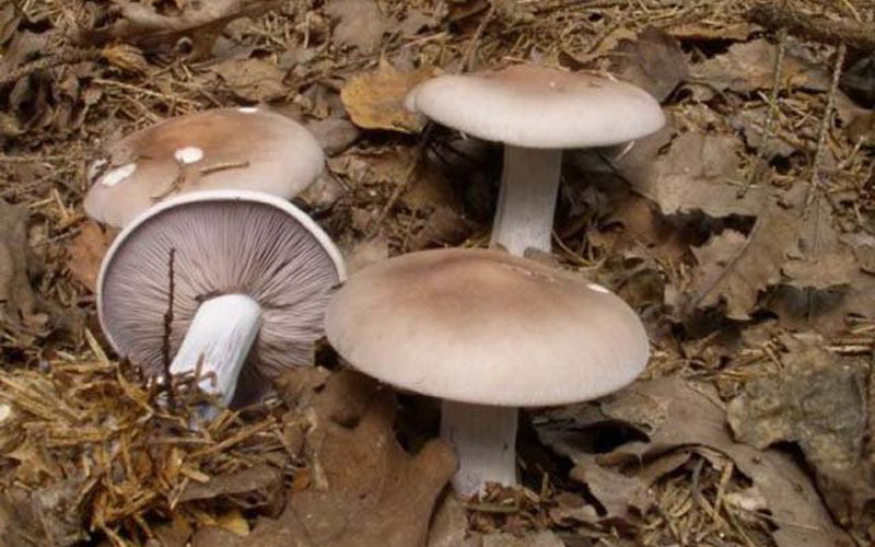 вид ядива гъба