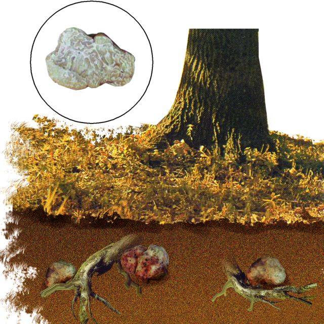 מקומות גידול פטריות