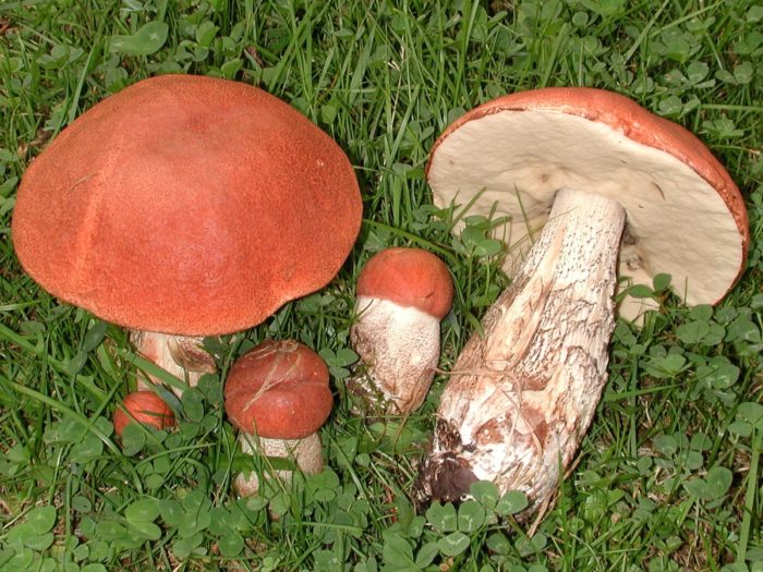 Boletus