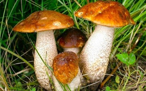 Гъбата от маточина