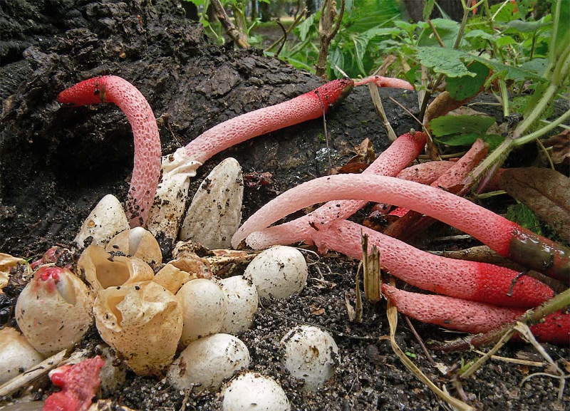 Atogrąžų linksmybės