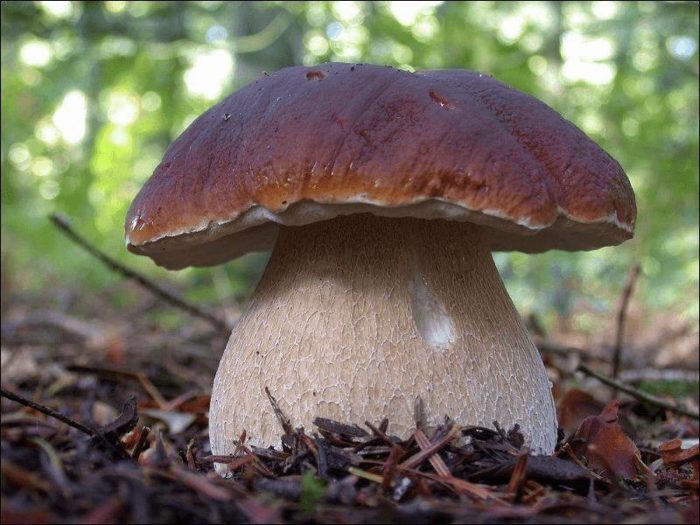 Boletus