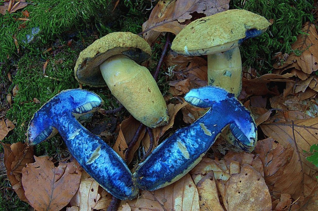 Paddestoelen blauwe plek