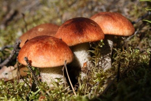 orange-cap boletus