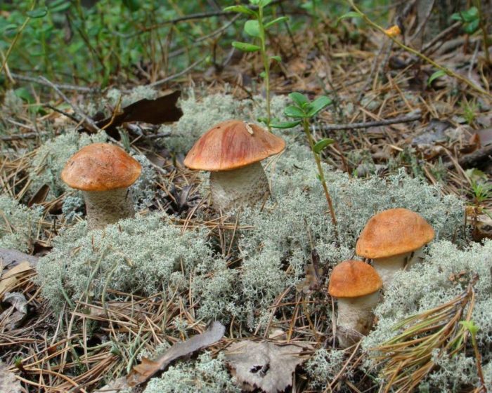 orange-cap boletus