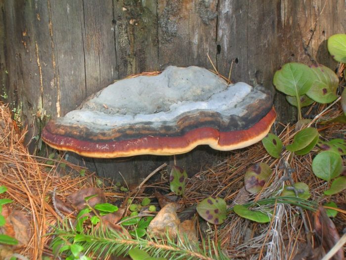 Гъбичките от Tinder лакирани