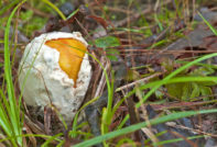 Egg mushroom