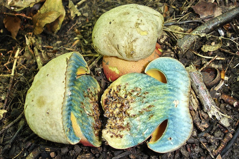 Нарязани гъби