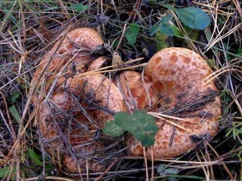 Champignons Champignons