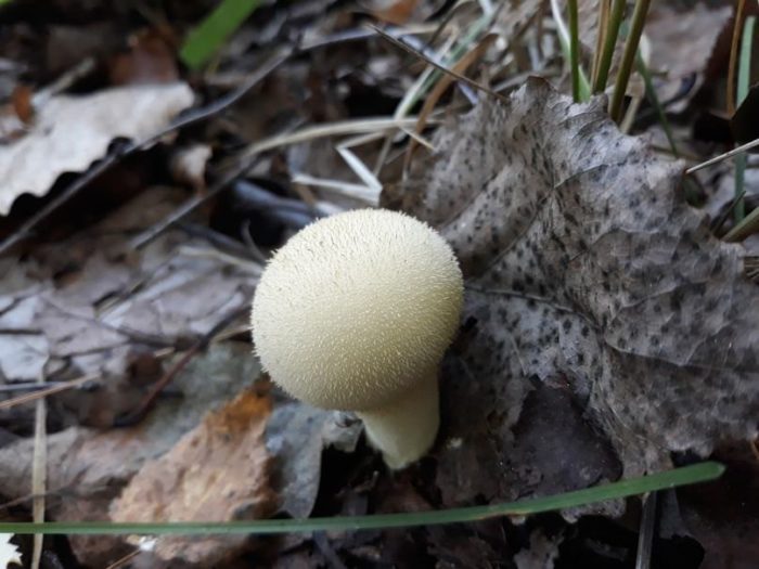 puffball