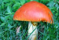 Царска гъба