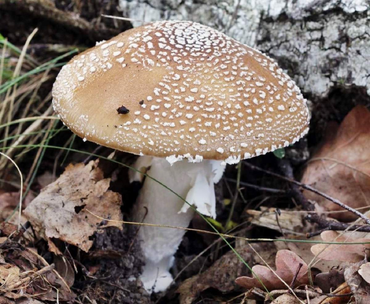 Лети агарик