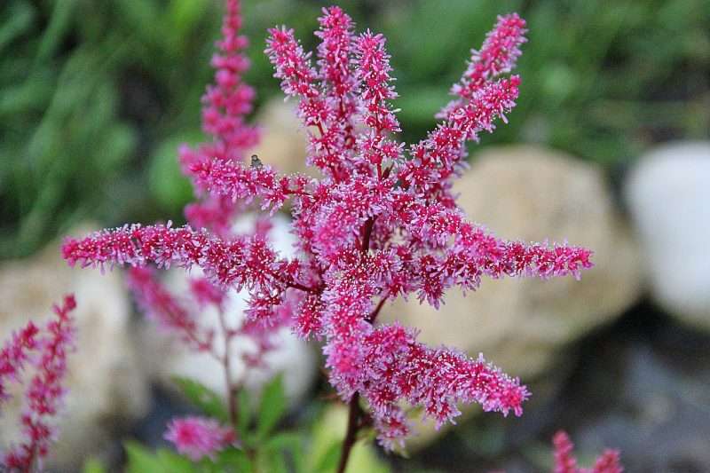 Грижите за Астилба през есента